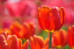 チューリップ19