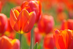 チューリップ18