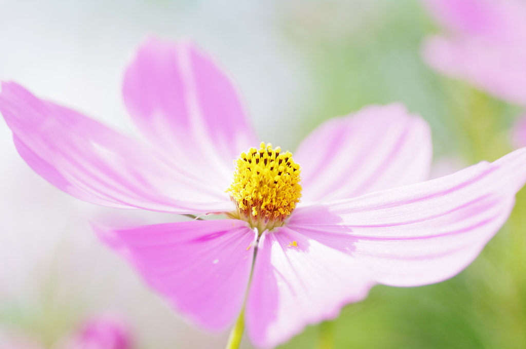 Cosmos