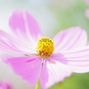Cosmos
