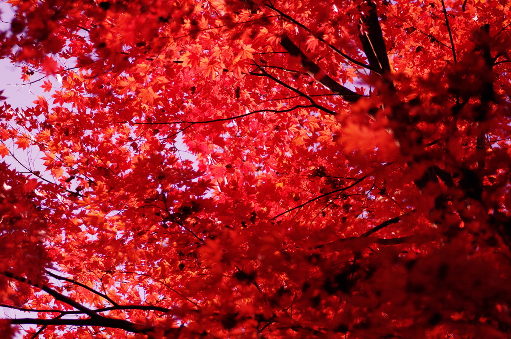 Fly into RED