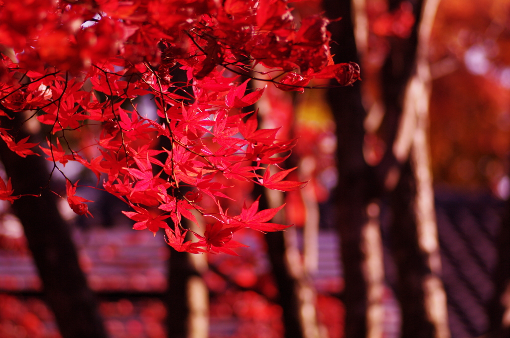 Fly into RED