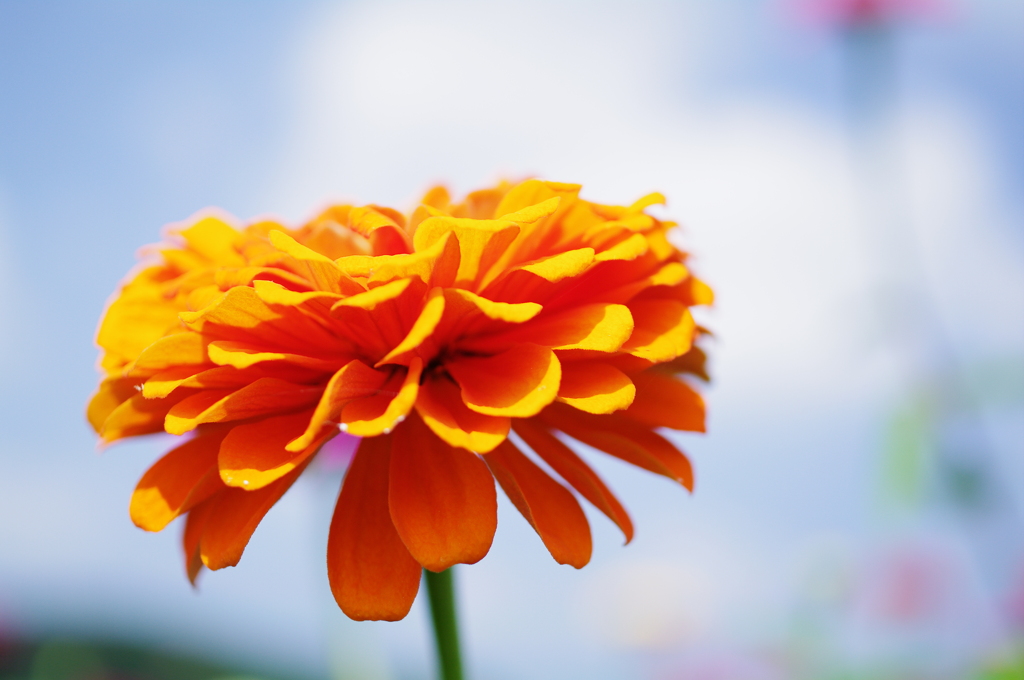 Zinnia