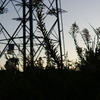 black pampas grass