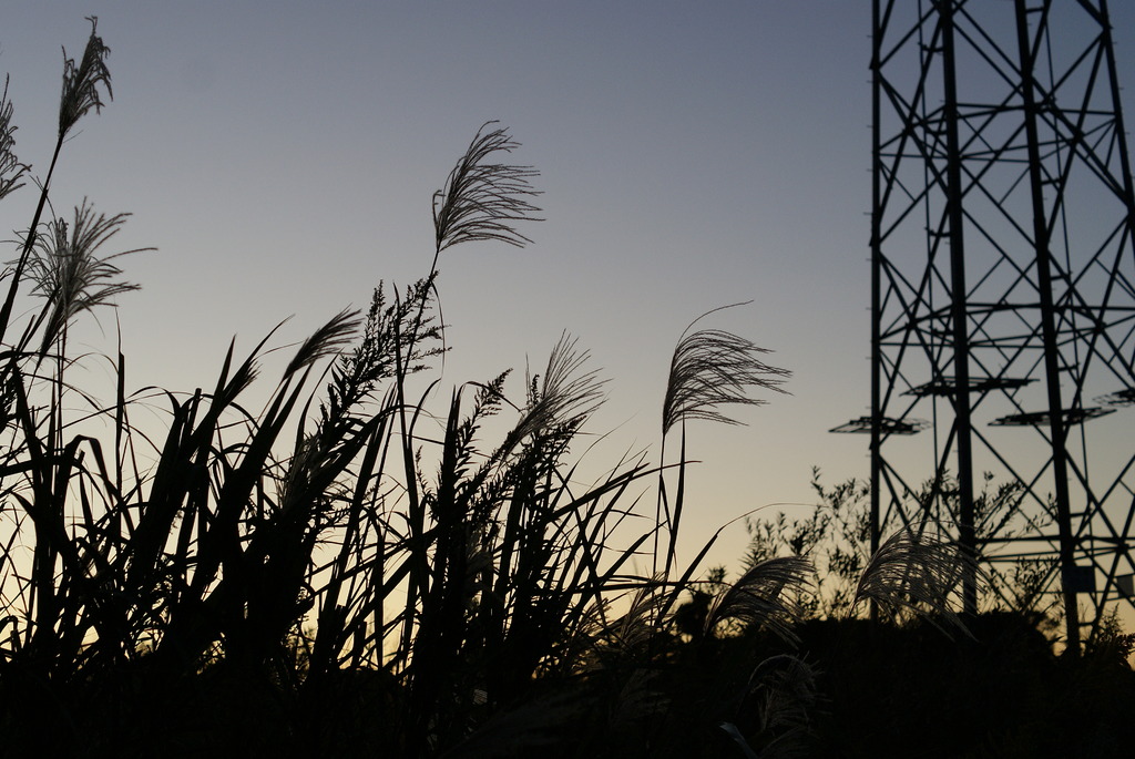 Japanese pampas grass