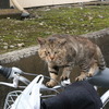 野良猫