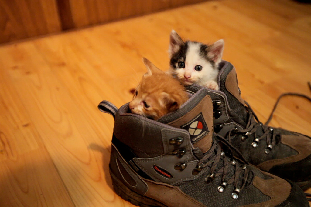 靴ねこ