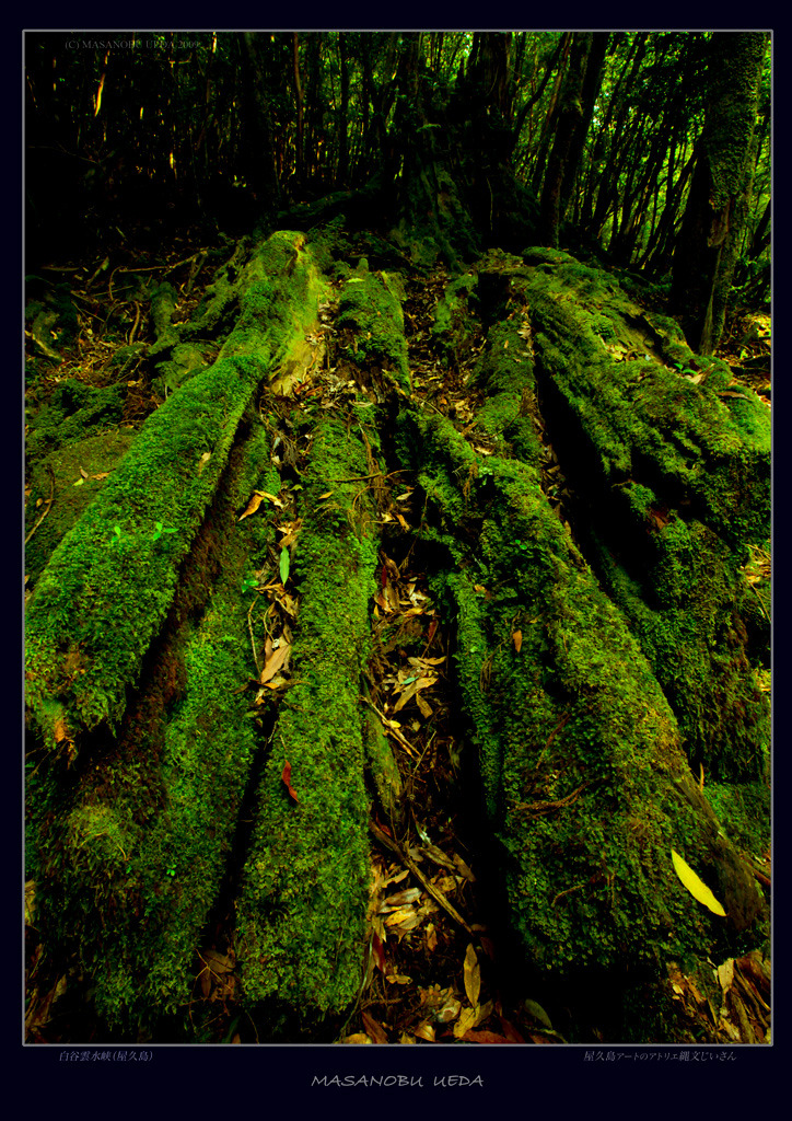 屋久島、森の中の苔