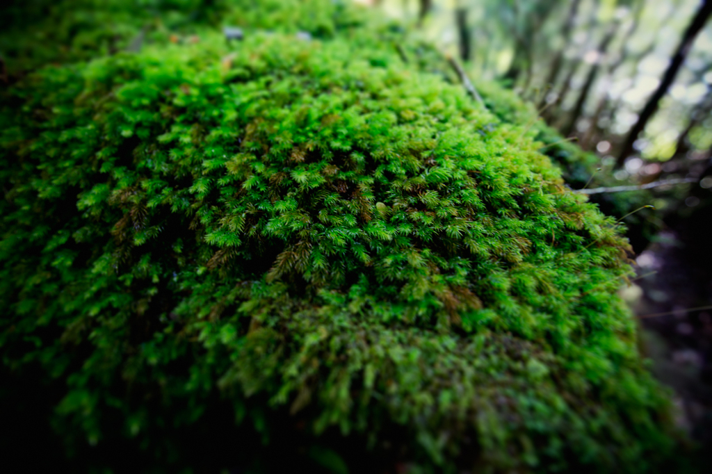 屋久島の森