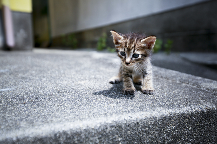 こねこ