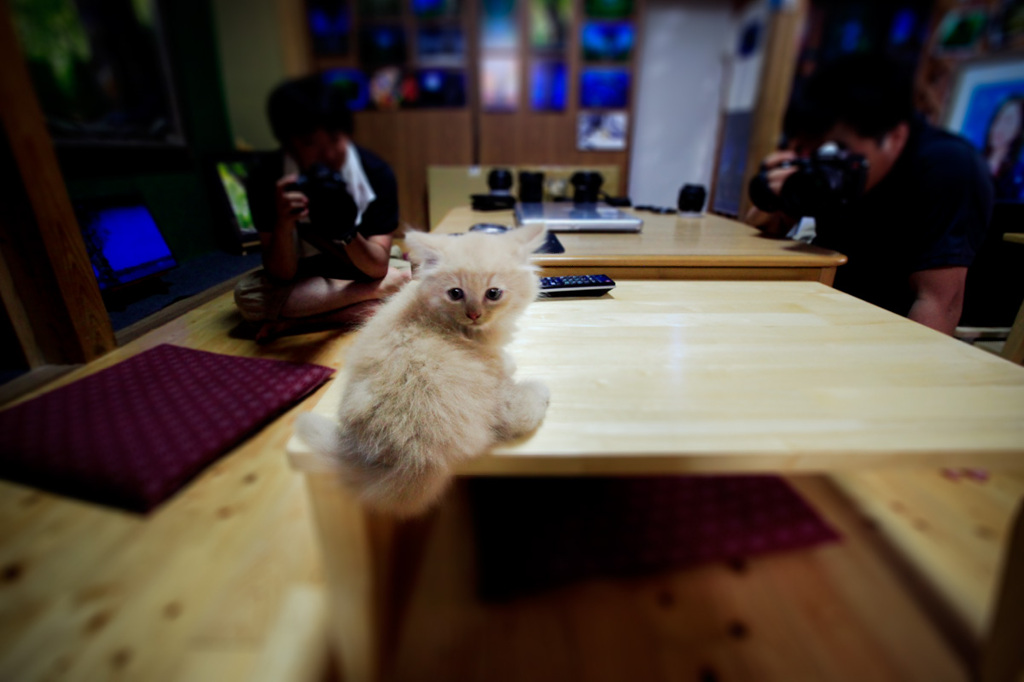 子猫