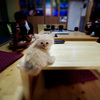 子猫