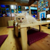 子猫