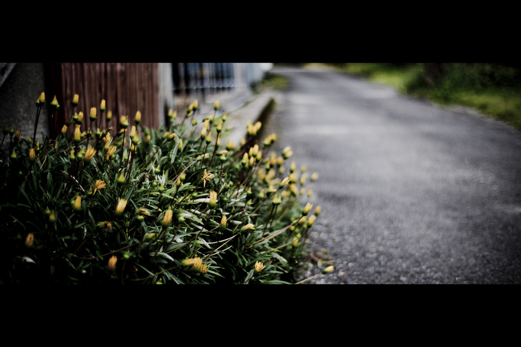 街角の花