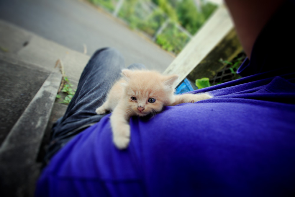 子猫