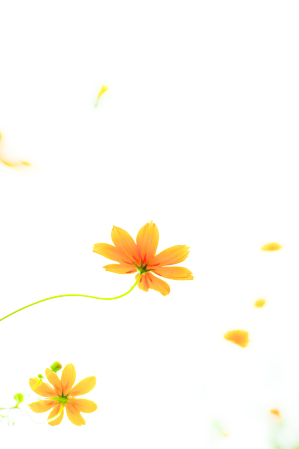 花