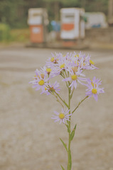 花とガソリン