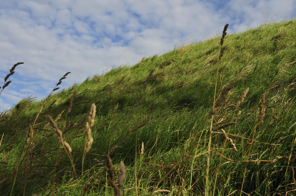 new zealand natura 15