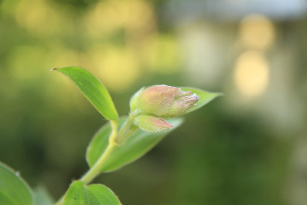 どんな花が咲くかな。。。