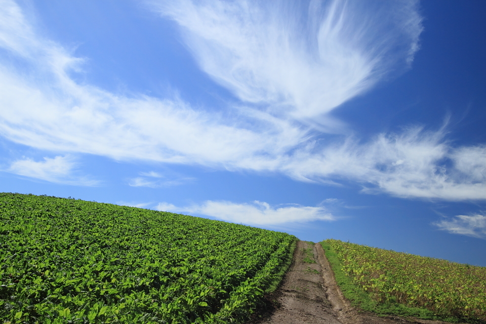 あぜ道の先には