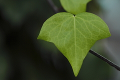 Green Leaf