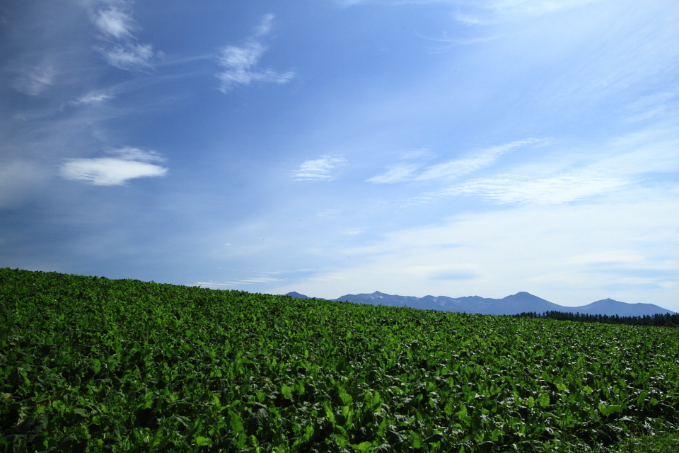 広い広い北海道