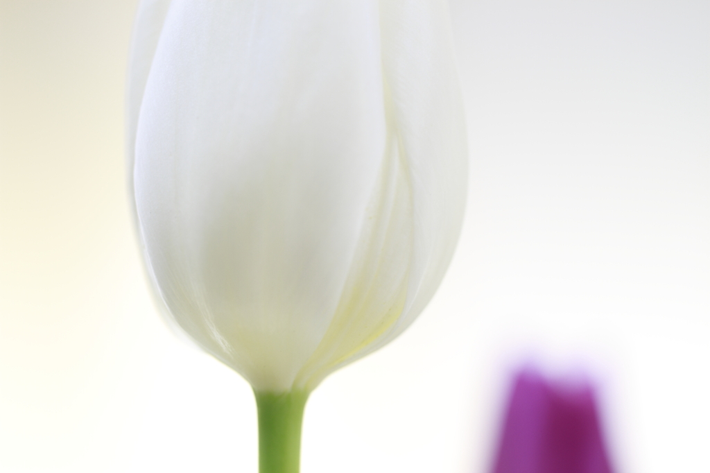 ホワイトアウト