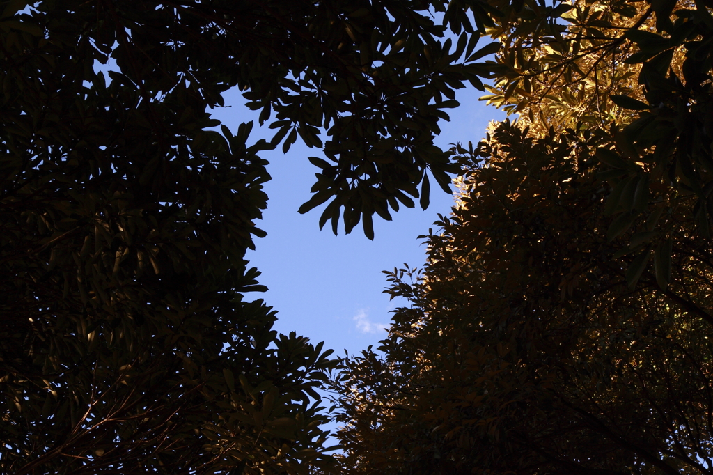 ミッ○ーマウス