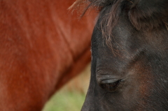 仔馬と親