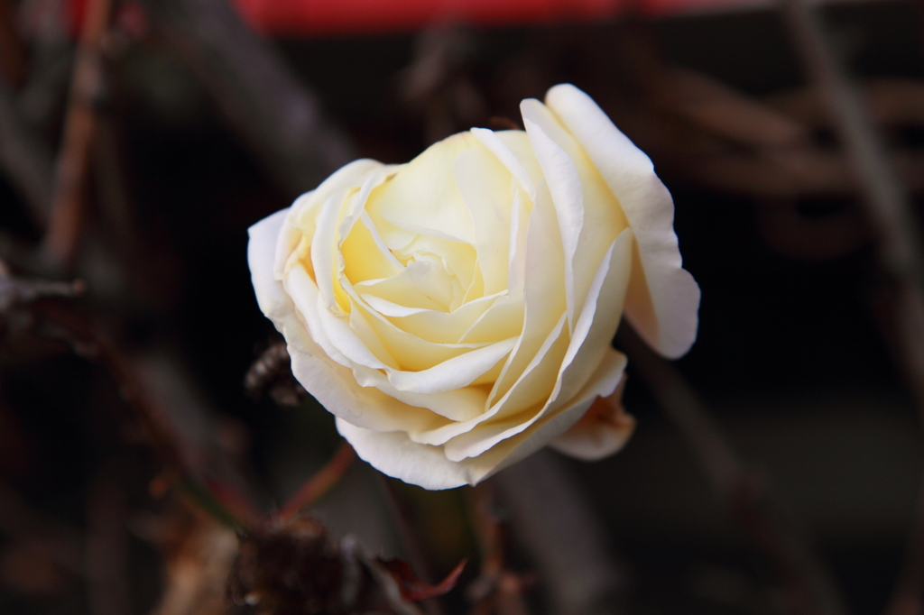 形の良かった白椿