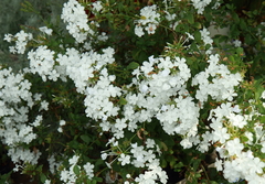 咲き誇る白い花々