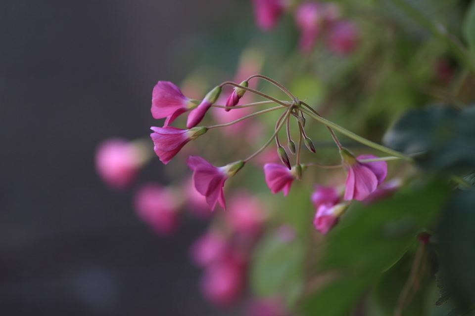 秋の草花