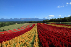 かんのファームにて