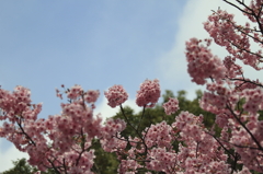 sakura