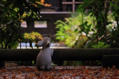 明月院のウサギ