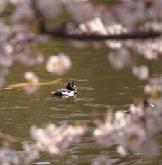 花鳥風月・・・？