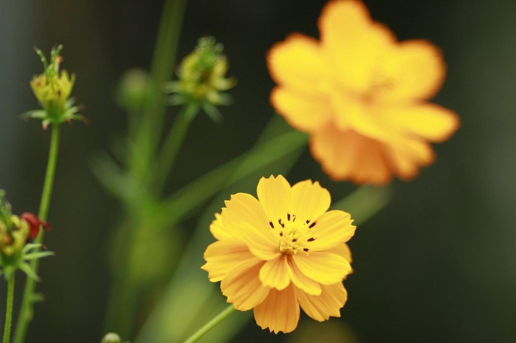 季節の花２