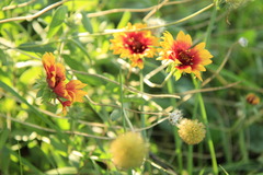 どこにでも花が咲く