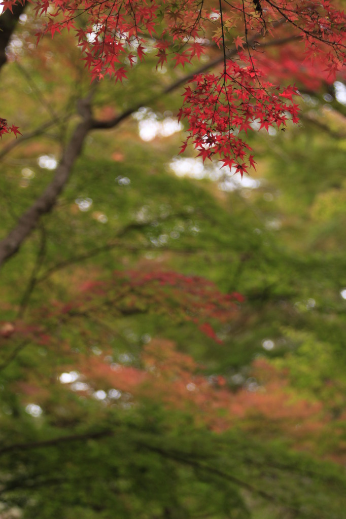 根来寺の紅葉