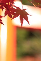 お稲荷さんにて