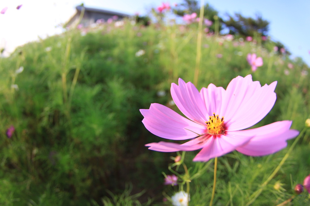 コスモス（ピンク）