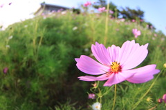 コスモス（ピンク）