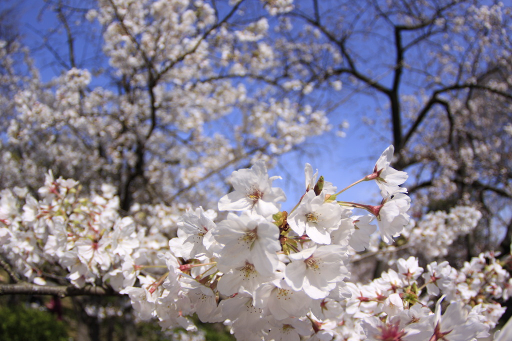 桜の下は・・・