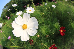 コスモス（白色）