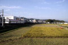 いちご電車と収穫