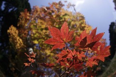 秋色に衣替え