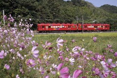 おもちゃ電車とコスモス