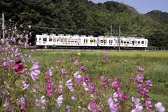 たま電車とコスモス