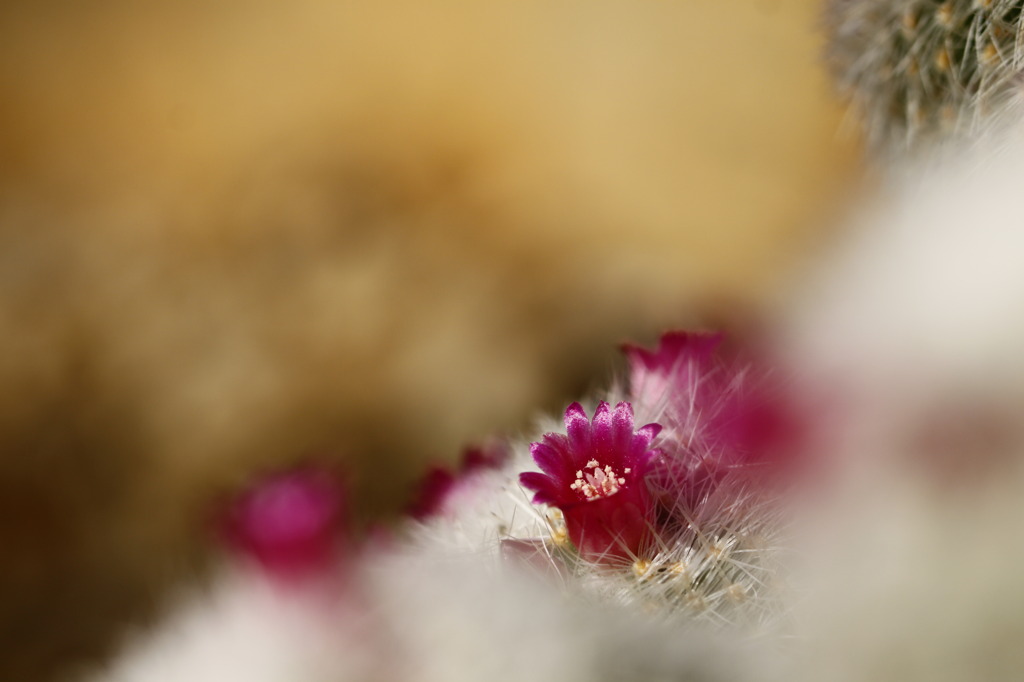 砂漠に咲く花々