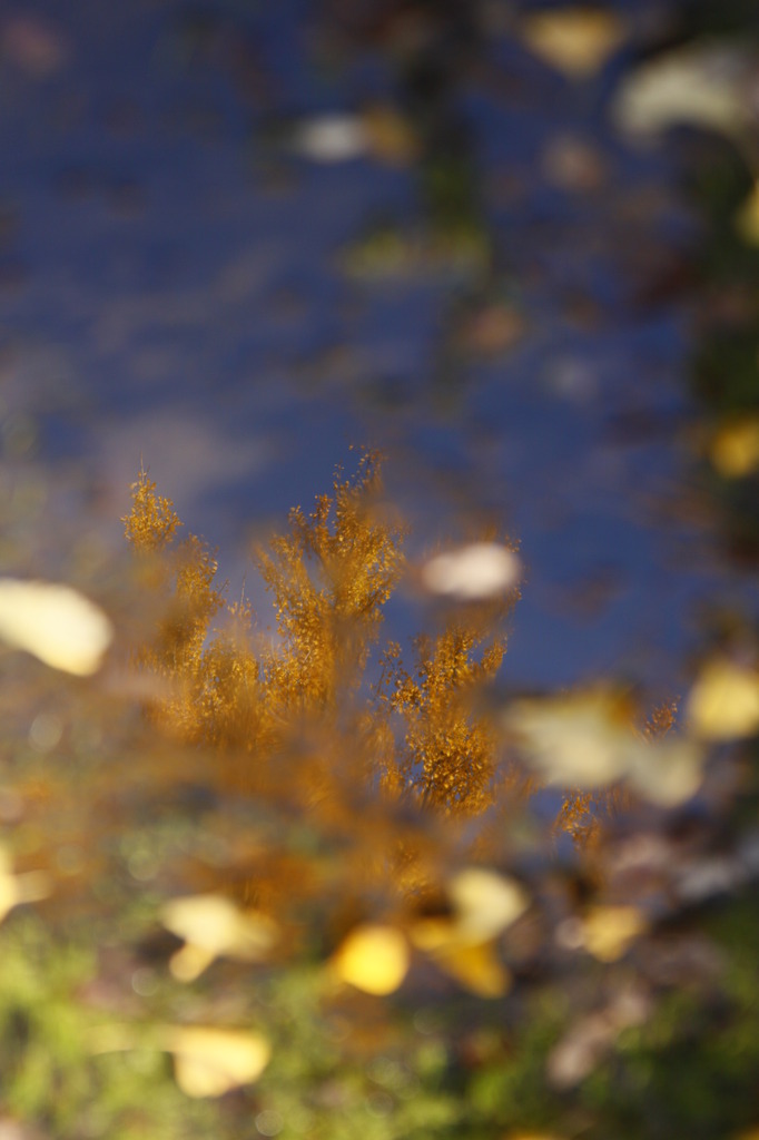 みなもの向こう側